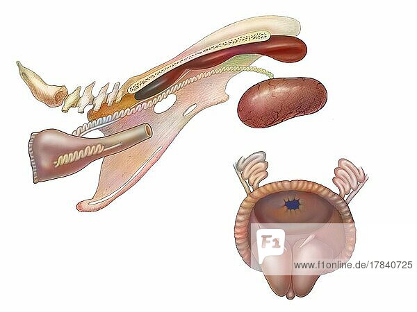 Rooster reproductive system anatomy with kidneys  ureters.