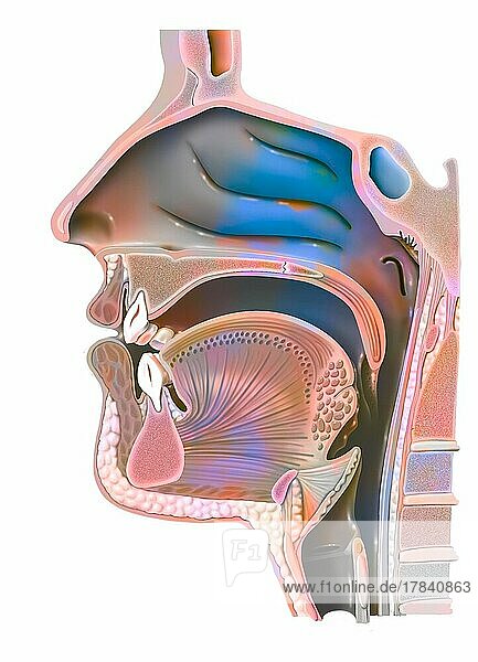 Anatomy of nasopharynx with nasal cavity  oral cavity.
