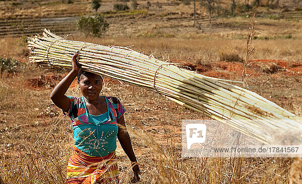Porträt eines Dorfbewohners  der Bambus sammelt  Isalo  Madagaskar  Afrika