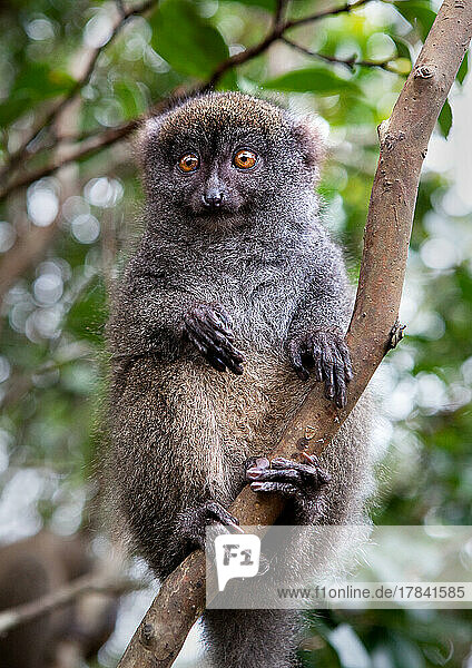 Grey bamboo lemur  Lemur Island  Madagascar  Africa