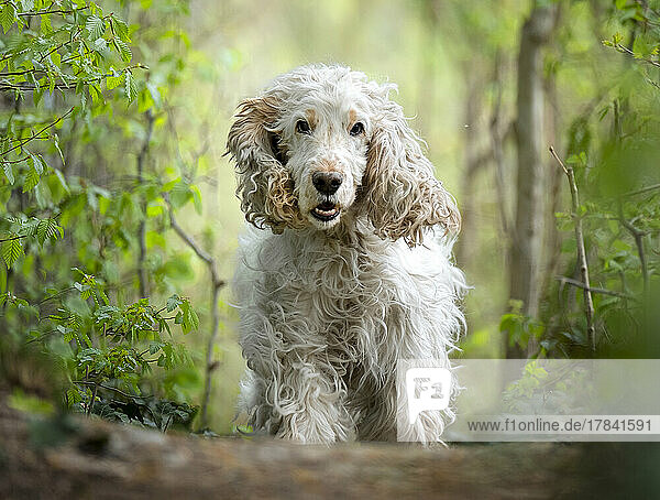 White cocker spaniel dog breed running in the woods towards the camera  Italy  Europe