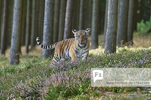 Sibirischer Tiger (Panthera tigris altaica) Jungtier läuft im Wald