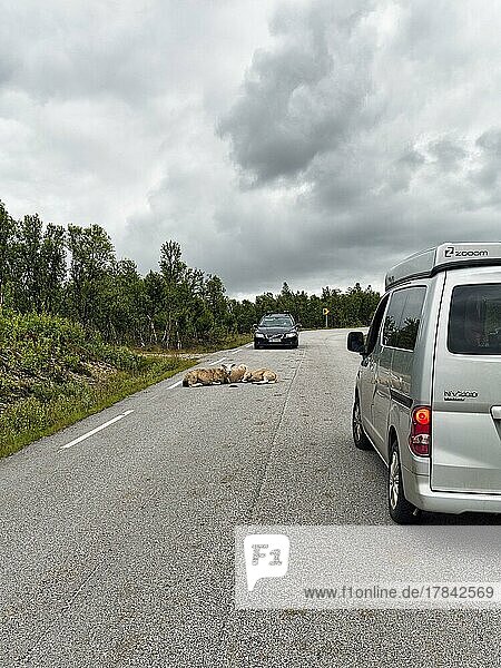 PKW bremst  Schafe liegen auf einer Landstraße  Gefahr im Straßenverkehr  Landschaftsroute Rv 27  Rondane Nationalpark  Norwegen  Europa