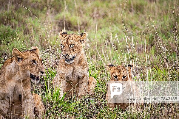 Drei Löwenjunge (Panthera leo) sitzen im Gras  Masai Mara National Reserve  Kenia  Afrika
