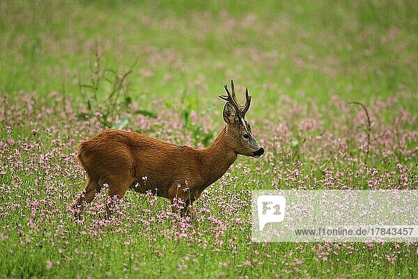 European roe deer (Capreolus capreolus) strong  abnormal buck in flowering meadow  Lower Austria  Austria  Europe
