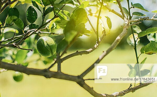 Schöne unreife Zitronen in einem Garten mit unscharfem Hintergrund  schöne grüne Zitronen hängen an einem Zweig  Grüne Zitronen in einem Gärtner mit natürlichem Hintergrund