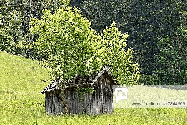 Holzschuppen auf einer Bergwiese eingerahmt von zwei Laubbäumen Eschen (Fraxinus excelsior) Allgäuer Alpen Allgäu Bayern Deutschland Europa
