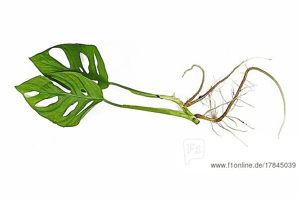 Monstera Adansonii Zimmerpflanze mit langen nackten Wurzeln vor weißem Hintergrund
