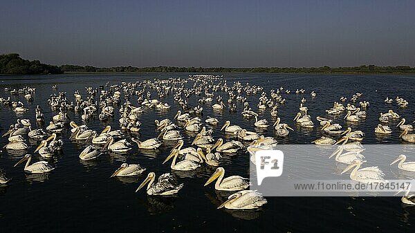 Rosapelikan (Pelecanus onocrotalus) großer Schwarm beim Fischen Drohnenaufnahme Vogelperspektive Luftaufnahme Biosphärenreservat Donaudelta Rumänien Europa