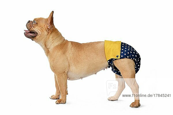 Französische Bulldogge Hund trägt Stoff Periode Windel Hosen zum Schutz auf weißem Hintergrund