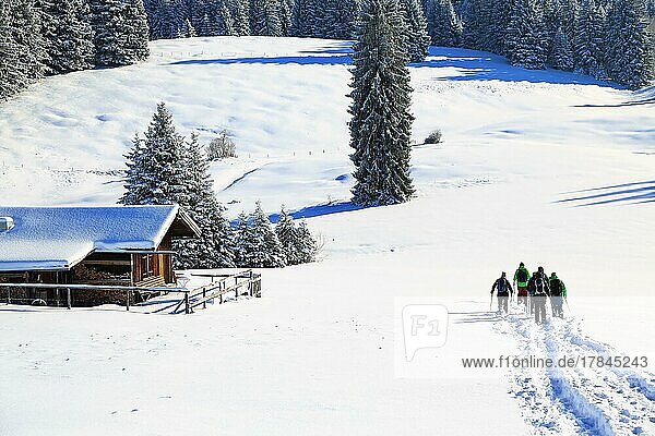 Schneeschuhwanderung auf dem Beilenberg bei herrlicher Winterlandschaft. Sonthofen Oberallgäu Schwaben Bayern Deutschland Europa