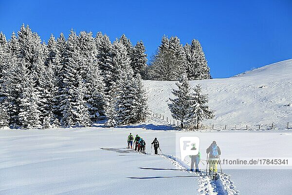 Snowshoe hike on the Beilenberg in a wonderful winter landscape. Sonthofen  Upper Allgäu  Swabia  Bavaria  Germany  Europe