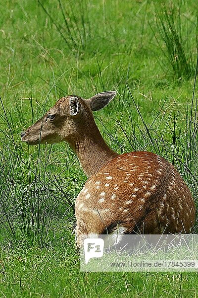 Fallow deer (Dama dama)  resting hind  female  Schleswig-Holstein  Germany  Europe