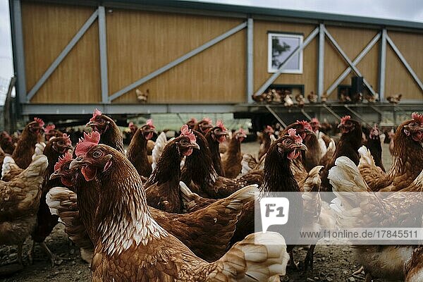 Hühner eines Bio-Bauernhof in Freilaufhaltung bei Buchendorf in Oberbayern  Deutschland  Europa
