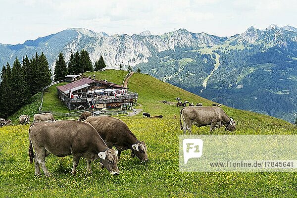 Kühe  hinten Almwirtschaft Grundhütte auf Neunerköpfle  hinten Berge  Tannheimer Tal  Tirol  Österreich  Europa
