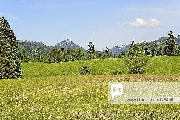 Ausblick über Wiesen mit Wildblumen  Schlangen-Knöterich (Bistorta officinalis) und Hahnenfuß (Ranunculus) zu den Bergen  Allgäuer Alpen  Allgäu  Bayern  Deutschland  Europa