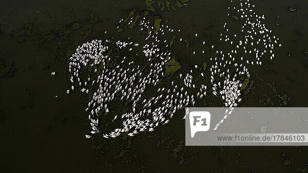 Rosapelikan (Pelecanus onocrotalus)  großer Schwarm beim Fischen  Drohnenaufnahme  Vogelperspektive  Luftaufnahme Biosphärenreservat Donaudelta  Rumänien  Europa