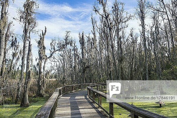Dead trees in the swamps of the Magnolia Plantation outside Charleston  South Carolina  USA  North America