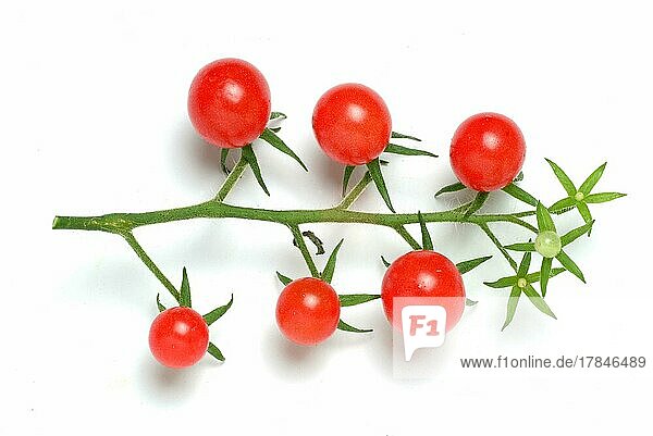 Reife Tomaten Kirschtomaten oder Cherrytomaten Cocktailtomaten