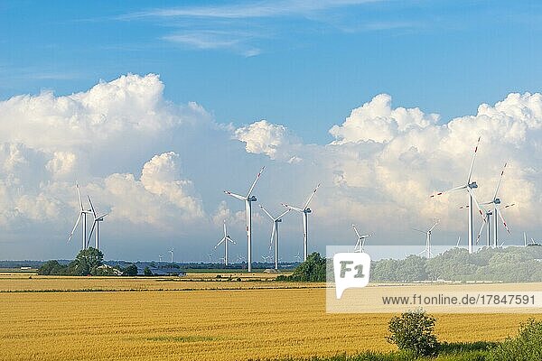 Windkraftanlagen in den Marschen der Reussenköge  Landwirtschaft  Getreideanbau  blauer Himmel  Nordfriesland  Schleswig-Holstein  Deutschland  Europa