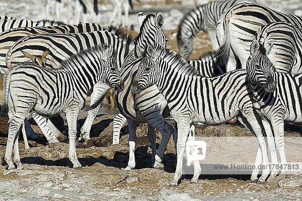 Burchell-Zebra (Equus quagga burchellii)  Herde mit drei Zebrafohlen am Wasserloch  Etosha-Nationalpark  Namibia  Afrika