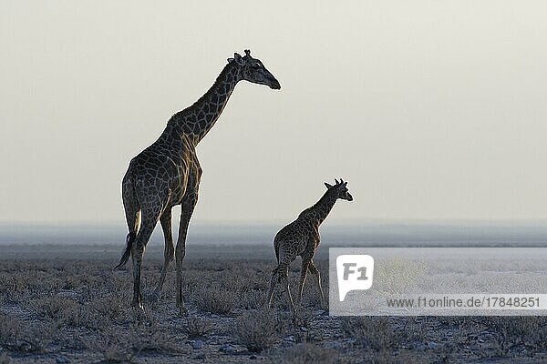 Angola-Giraffen (Giraffa camelopardalis angolensis),  adult mit Jungtieren,  im trockenen Grasland laufen,  Morgenlicht,  Etosha-Nationalpark,  Namibia,  Afrika