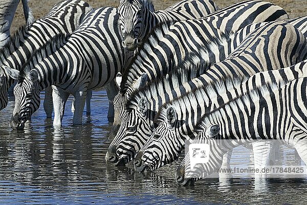 Burchell-Zebra (Equus quagga burchellii)  Herde im Wasser  Trinken am Wasserloch  Etosha-Nationalpark  Namibia  Afrika
