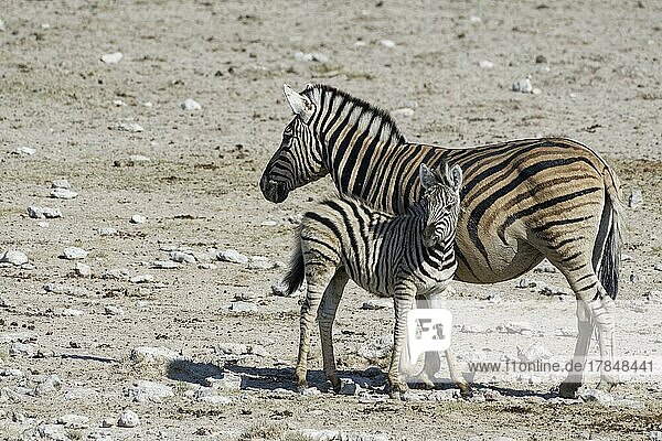 Burchell-Zebra (Equus quagga burchellii)  Mutter mit Fohlen in der Nähe der Wasserstelle  Etosha-Nationalpark  Namibia  Afrika