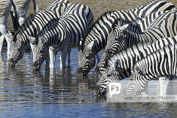 Burchells zebras (Equus quagga burchellii)  herd in water  drinking at waterhole  Etosha National Park  Namibia  Africa