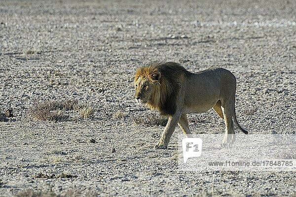 African lion (Panthera leo)  adult male walking on arid grassland  Etosha National Park  Namibia  Africa