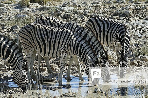 Burchell-Zebra (Equus quagga burchellii)  Herde  trinkend am Wasserloch  Etosha-Nationalpark  Namibia  Afrika