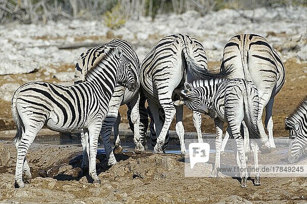 Burchell-Zebra (Equus quagga burchellii)  Herde am Wasserloch  drei erwachsene Tiere trinken mit Zebrafohlen  Etosha-Nationalpark  Namibia  Afrika