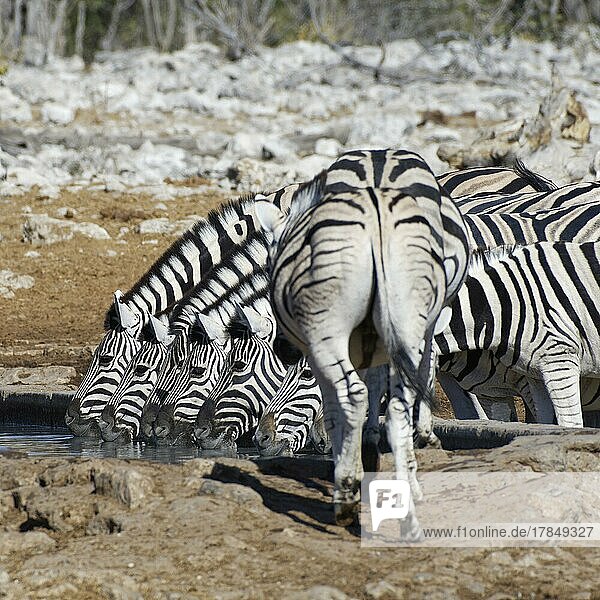 Burchell-Zebra (Equus quagga burchellii)  Herde beim Trinken am Wasserloch  Etosha-Nationalpark  Namibia  Afrika