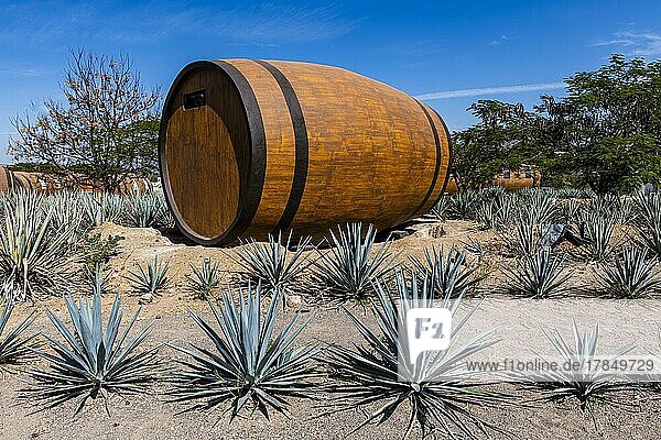 Hotelzimmer in Form eines Tequila-Fasses in einem blauen Agavenfeld Tequila-Fabrik La Cofradia Unesco-Stätte Tequila Jalisco Mexiko Mittelamerika
