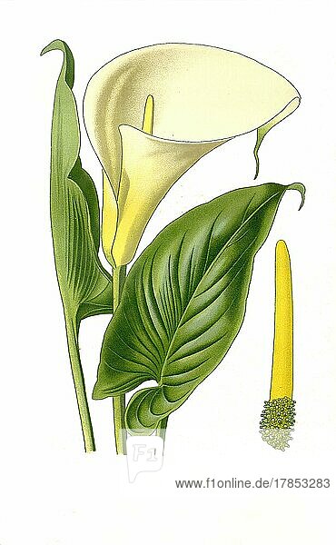 (Richardia) africana  Zantedeschia aethiopica  Trumpet  Arum-Lily  calla lily  Callalilie und Arumlilie  Blüte  Pflanze  Historisch  digital restaurierte Reproduktion einer Vorlage aus dem 19. Jahrhundert