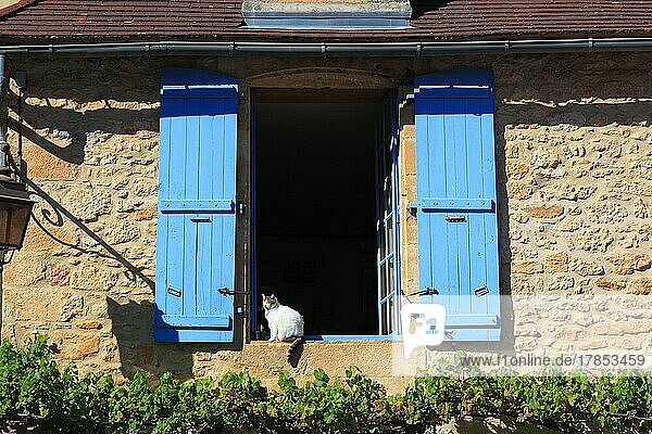 Katze sitzt in einem offenen Fenster mit blauen Fensterläden  Montignac-Lascaux  Departement Dordogne  Region Aquitanien  Frankreich  Europa