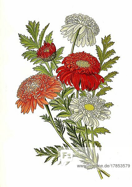 Tanacetum (Pyrethrum) roseum  Tanacetum coccineum. Armenian or Caucasian insect flower  Red-flowered usury flower  Flower  Plant  Historic  digitally restored reproduction of a 19th century original