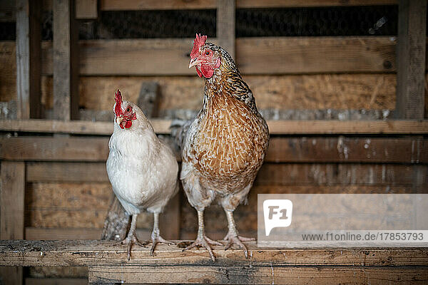 Zwei Hühner stehen in ihrem Stall auf einem hölzernen Sims