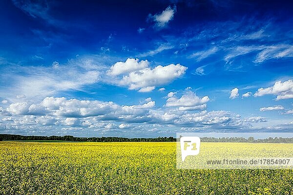 Frühling-Sommer-Hintergrund  gelbes Rapsfeld mit blauem Himmel