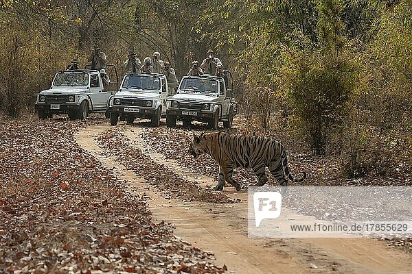 Ausgewachsener Königstiger (Panthera tigris tigris) auf einem Waldweg  beobachtet von einer Gruppe von Touristen  Bandhavgarh  Madhya Pradesh  Indien  Asien