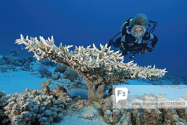 Diver looking at small polyp stony coral (Acropora) affected by coral bleaching due to warming of the oceans  Red Sea  Hurghada  Egypt  Africa