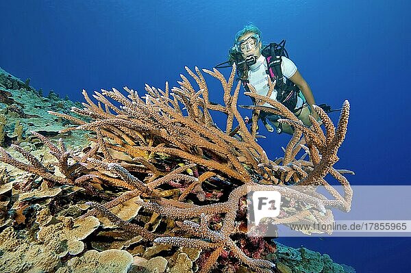 Taucherin blickt auf betrachtet große intakte Geweihkoralle (Acropora) in Korallenriff  Rotes Meer  Hurghada  Ägypten  Afrika