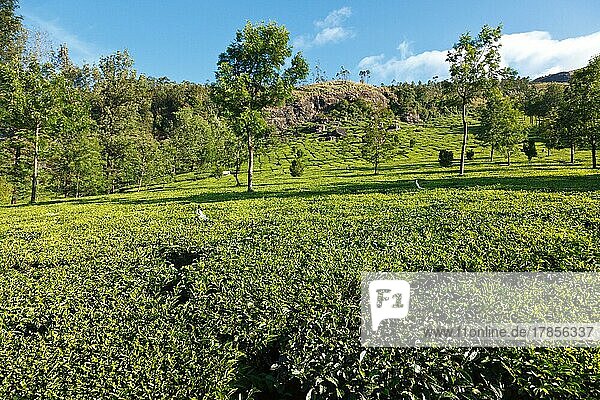 Teeplantagen auf einer Anhöhe. Munnar  Kerala  Indien  Asien