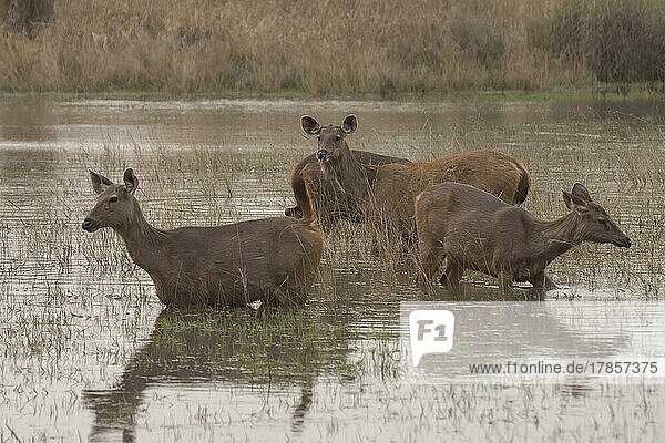 Sambar deer (Rusa unicolor) four adult females standing in water  Bandhavgarh  Madhya Pradesh  India  Asia