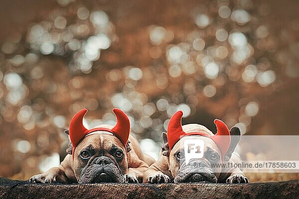 Paar Halloween Französische Bulldogge Hunde tragen rote Teufel Hörner Kostüm Stirnbänder mit Kopie Raum