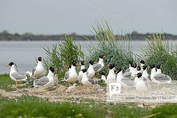 Pallas's gull (Ichthyaetus ichthyaetus) Breeding colony on island  adults with young  rare breeding bird in south-eastern Europe  Danube Delta Biosphere Reserve  Romania  Europe
