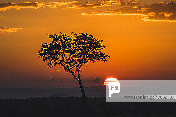 single tree at sunset  Kruger National Park  South Africa
