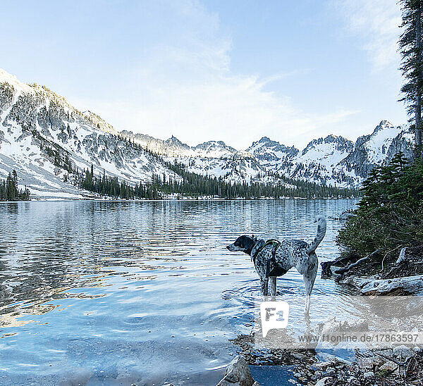Dog takes in beautiful mountain views and alpine lakes