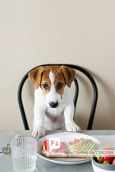 Cute Jack Russell Terrier dog sitting at the table with food