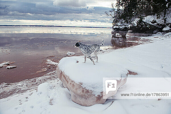 Spotted  three legged dog taking in the view in muddy  snow cover bay.